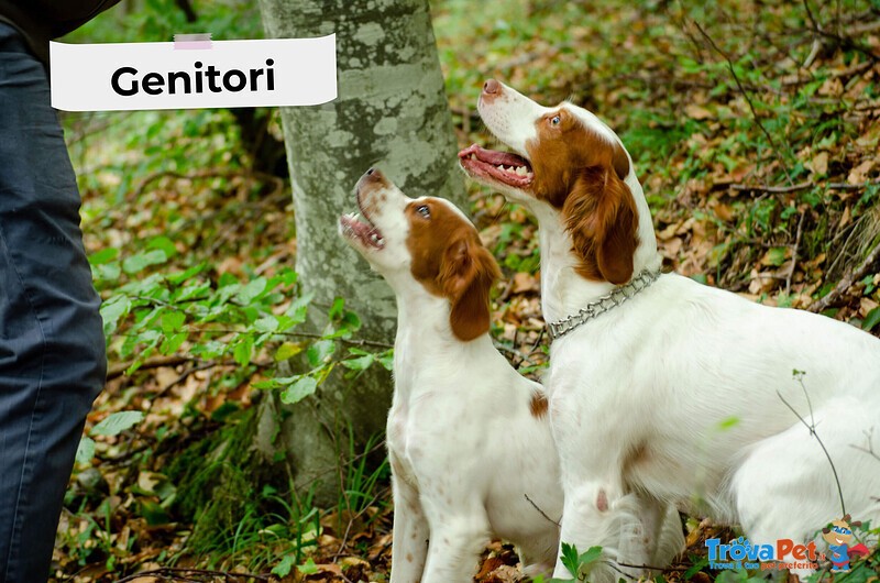 Cuccioli Breton Epagneul - Foto n. 2