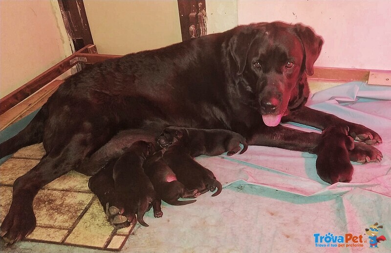 Cuccioli di Labrador con Pedigree - Foto n. 3