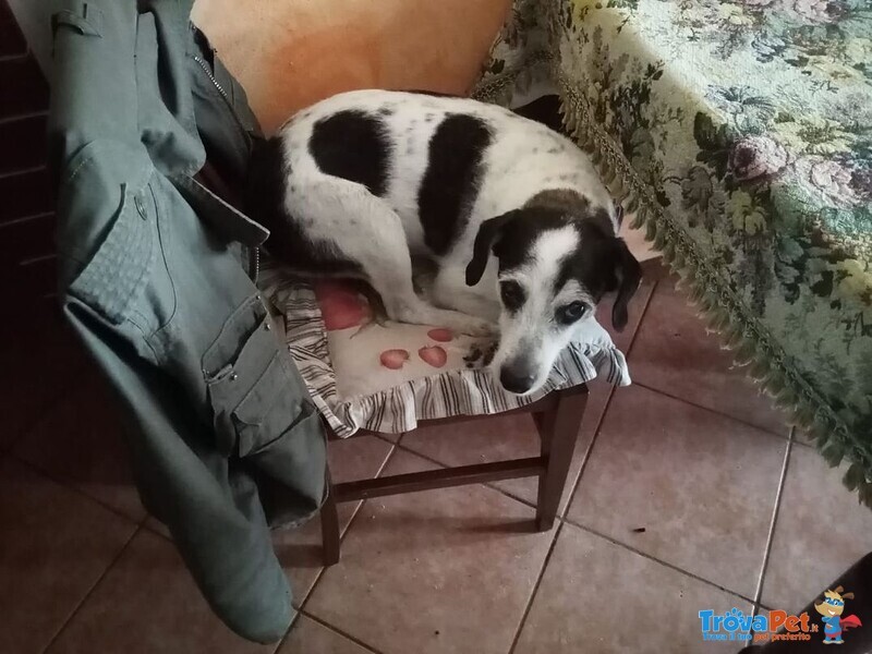 Tg Piccola dopo 6anni di Canile sale a Cremona in Adozione,il cane di casa non lo Accetta!urge Aiuto - Foto n. 3