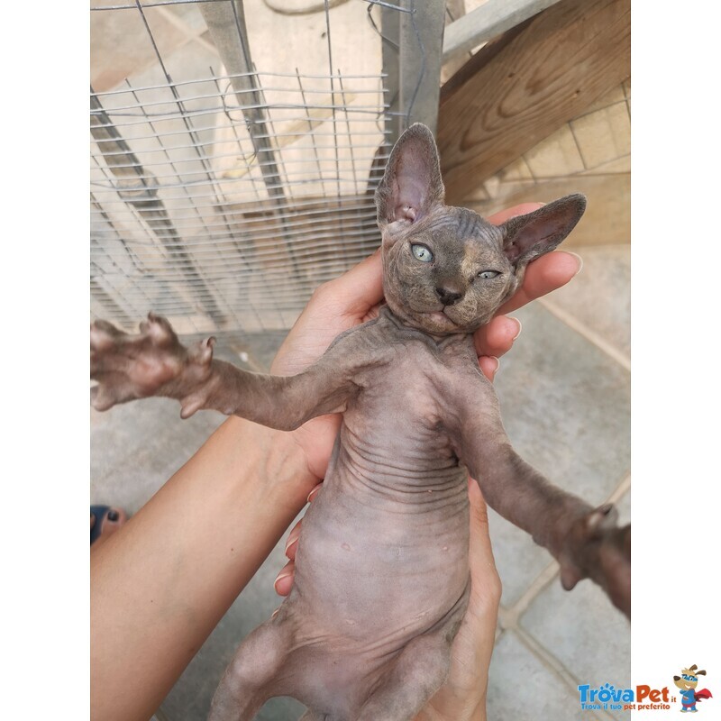 Sphynx, Gatto Nudo - Foto n. 1