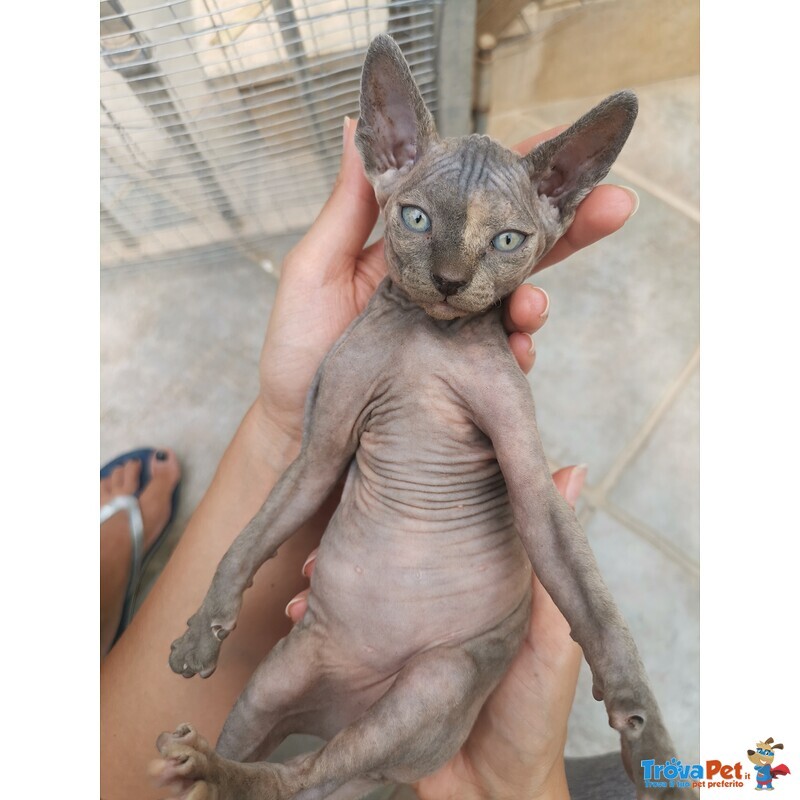 Sphynx, Gatto Nudo - Foto n. 2