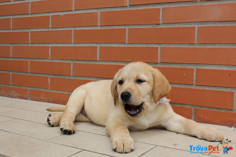 Cuccioli Labrador con Pedigree - Foto n. 6