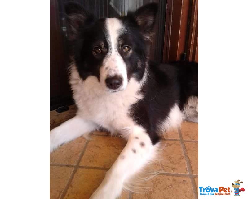 Ettore Incrocio Border Collie 18 Mesi - Foto n. 1