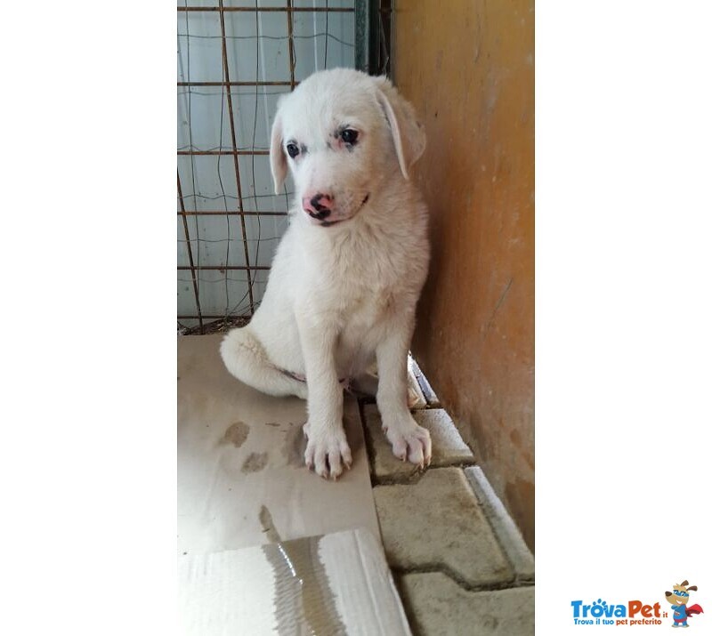 2 Cuccioli Maschietti di 3mesi,li ho Salvati..aiutatemi a Trovar Casa! Sicilia Sos - Foto n. 2