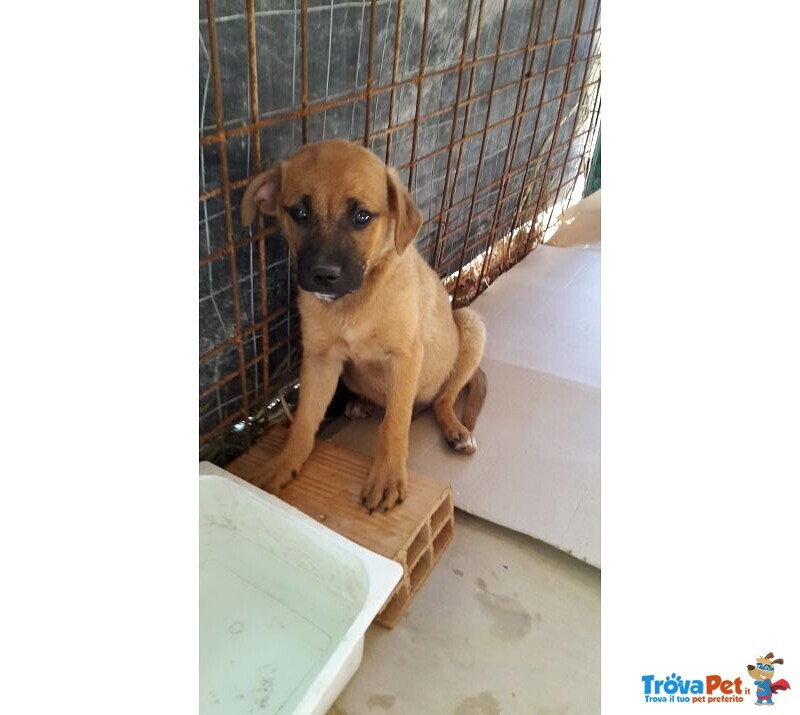 2 Cuccioli Maschietti di 3mesi,li ho Salvati..aiutatemi a Trovar Casa! Sicilia Sos - Foto n. 3