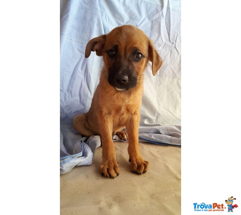 2 Cuccioli Maschietti di 3mesi,li ho Salvati..aiutatemi a Trovar Casa! Sicilia Sos - Foto n. 5