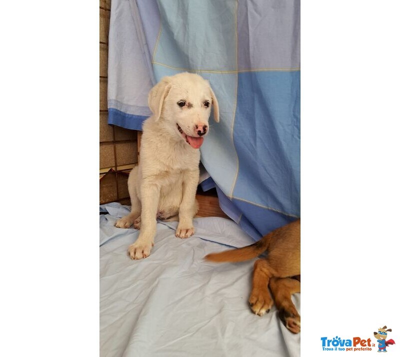 2 Cuccioli Maschietti di 3mesi,li ho Salvati..aiutatemi a Trovar Casa! Sicilia Sos - Foto n. 6