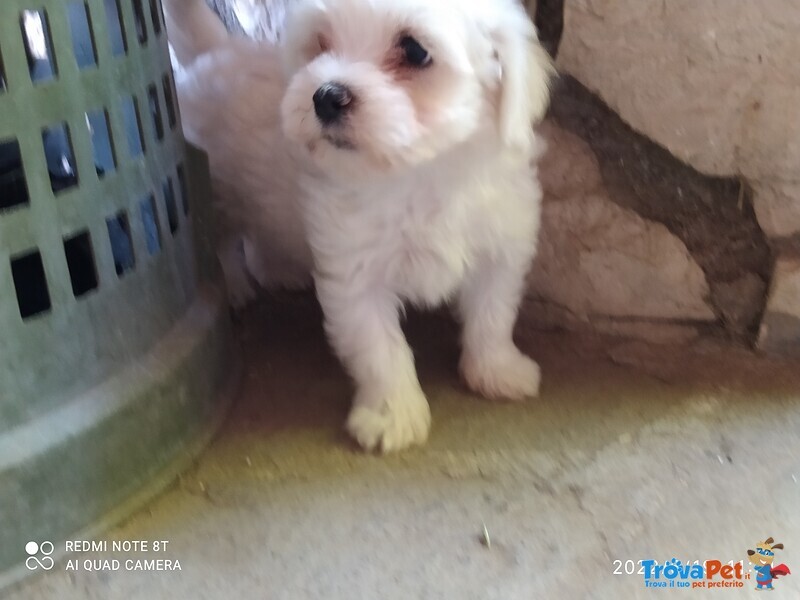 Cucciolo di Maltese - Foto n. 1