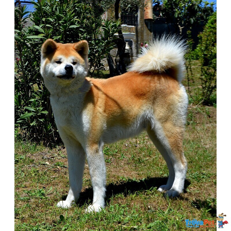 Akita inu alta Genealogia - Foto n. 4