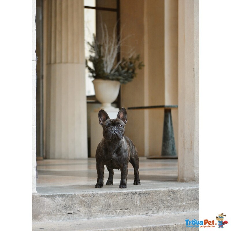 Cuccioli di Bouledogue Francese alta Genealogia - Foto n. 2