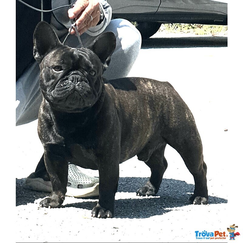 Cuccioli di Bouledogue Francese alta Genealogia - Foto n. 3