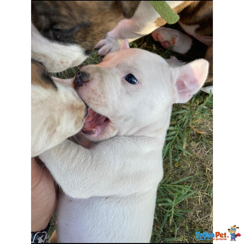 Cucciola di pit bull Bianca e Occhi Azzurri - Foto n. 2