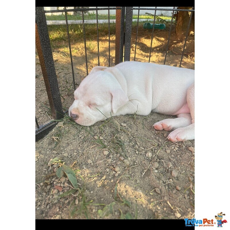 Cucciola di pit bull Bianca e Occhi Azzurri - Foto n. 4