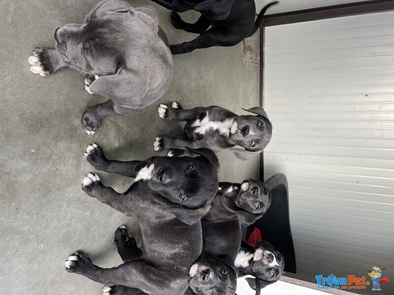 Cuccioli di cane Corso - Foto n. 1