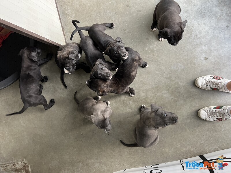 Cuccioli di cane Corso - Foto n. 2