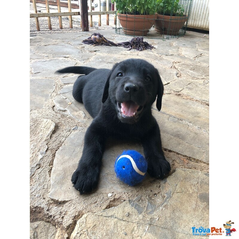 Labrador Retriever Cuccioli neri puri Disponibili - Foto n. 3