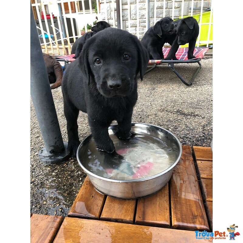 Labrador Retriever Cuccioli neri puri Disponibili - Foto n. 4