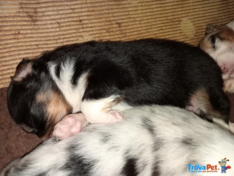 Cuccioli Australian Shepherd - Foto n. 2