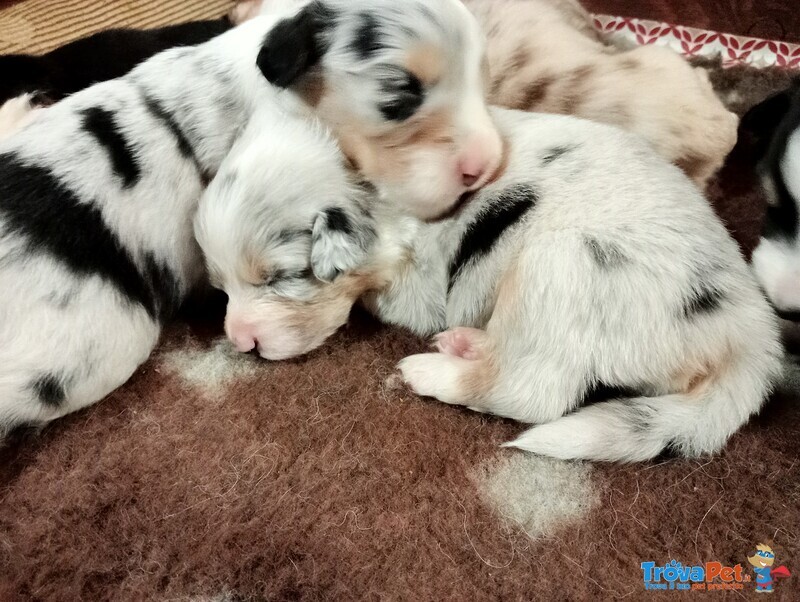 Cuccioli Australian Shepherd - Foto n. 3