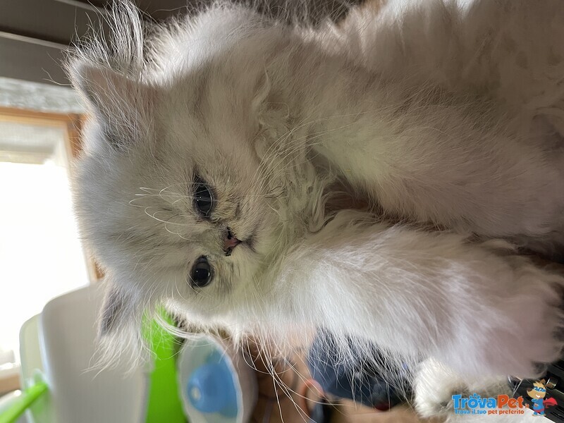 Cucciolo di Gatto Persiano Chinchilla' Silver Shaded - Foto n. 5