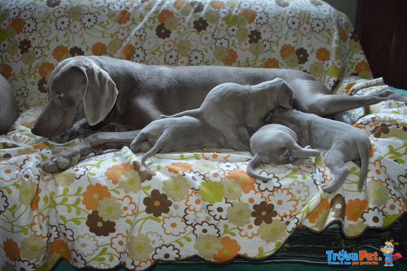 Cuccioli Weimaraner - Foto n. 2