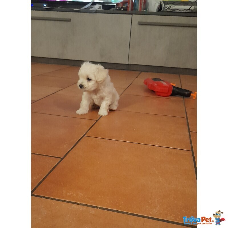 Cuccioli di Maltese - Foto n. 6