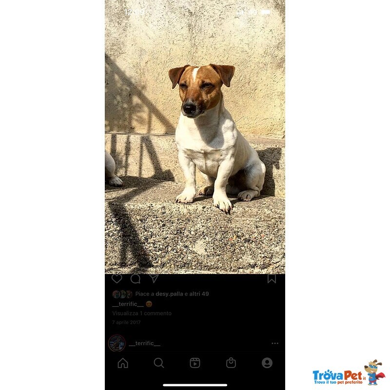 Cuccioli jack Russel Terrier Zampa Corta - Foto n. 9