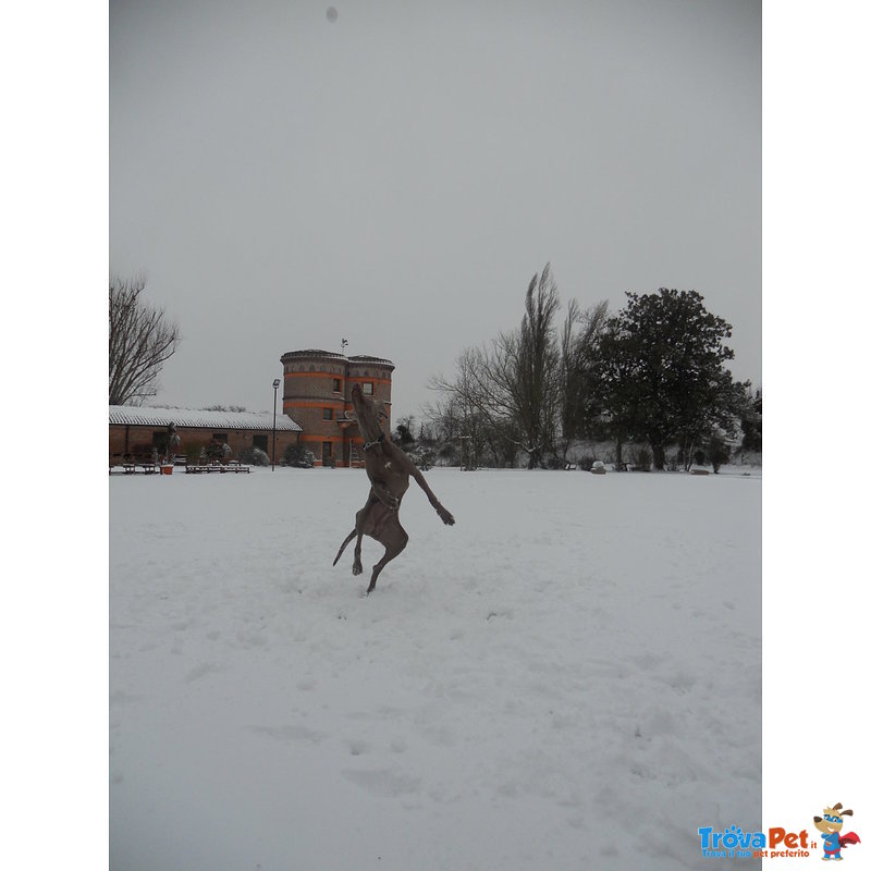 Cuccioli Weimaraner - Foto n. 4