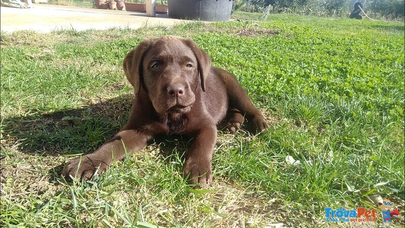 Cuccioli di Labrador Retriver Chocolate - Foto n. 1