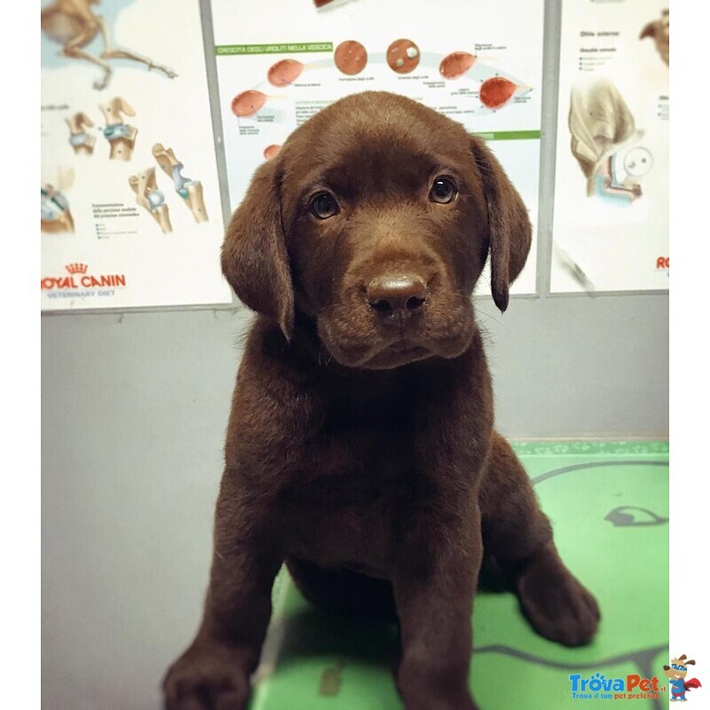 Cuccioli di Labrador Retriver Chocolate - Foto n. 2