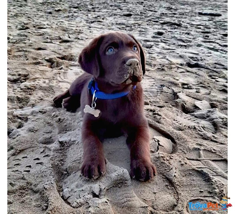 Cuccioli di Labrador Retriver Chocolate - Foto n. 3