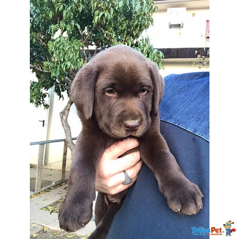 Cuccioli di Labrador Retriver Chocolate - Foto n. 4