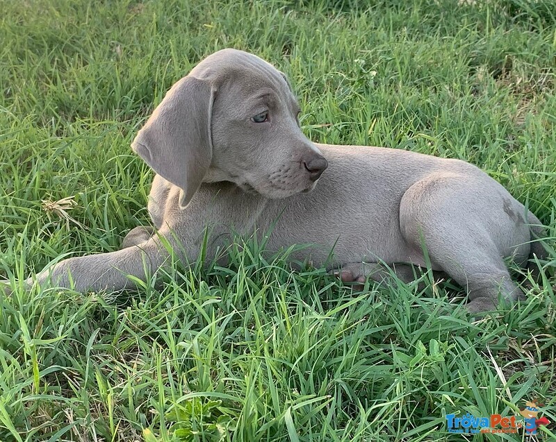 Disponibili Cuccioli di Weimaraner - Foto n. 3