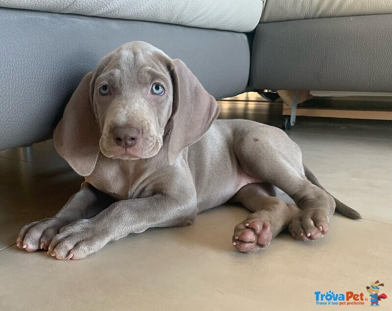 Disponibili Cuccioli di Weimaraner - Foto n. 1