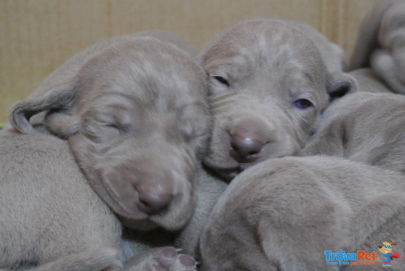 Cuccioli Weimaraner - Foto n. 5