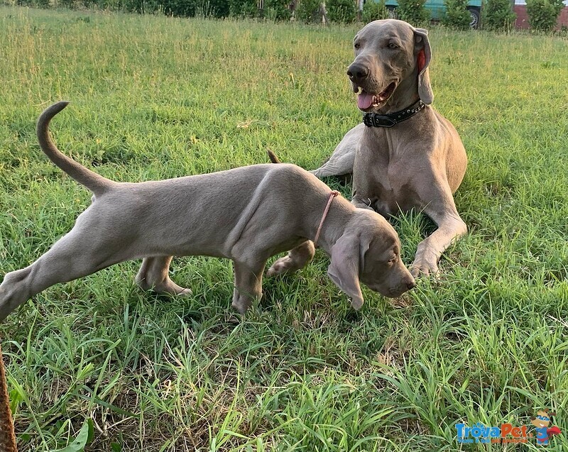 Disponibili Cuccioli di Weimaraner - Foto n. 5