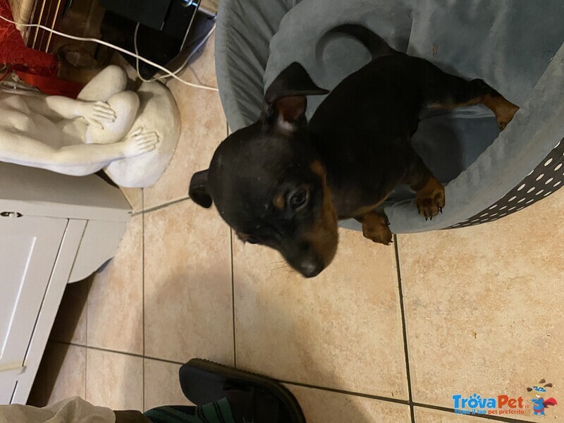 Cuccioli Pinscher Nano - Foto n. 1