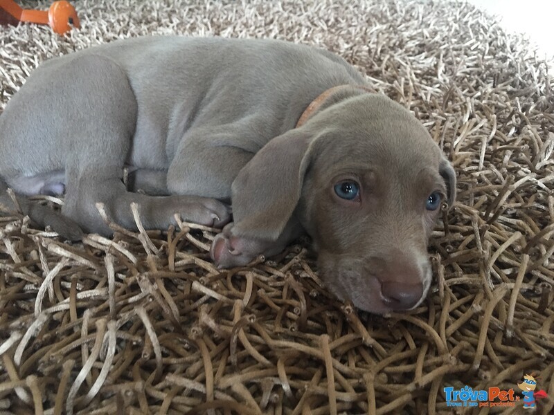 Vendita Cuccioli Weimaraner - Foto n. 1