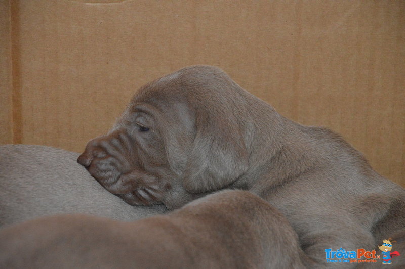 Cuccioli Weimaraner - Foto n. 6