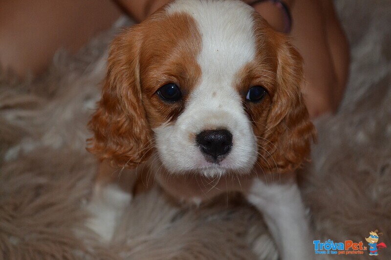 Femmina Cavalier King - Foto n. 1