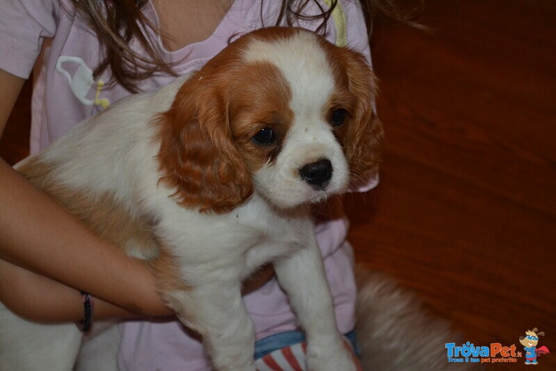 Femmina Cavalier King - Foto n. 3