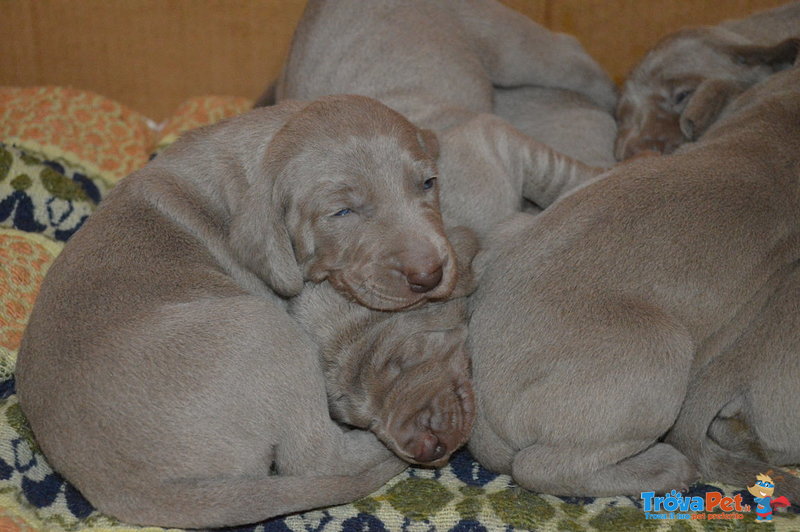 Cuccioli Weimaraner - Foto n. 7