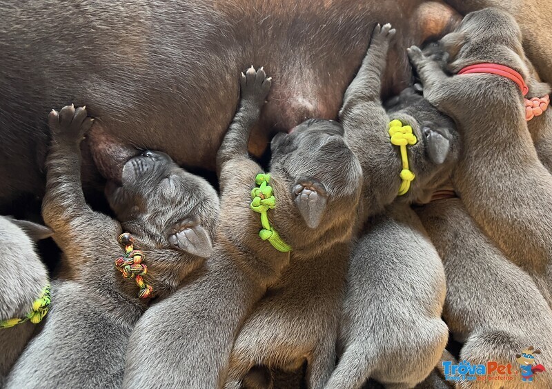 Alano blu Cuccioli - Foto n. 1