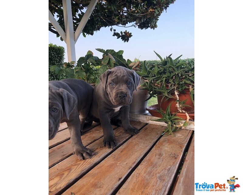 Cuccioli cane Corso Grigi con Pedigree - Foto n. 1