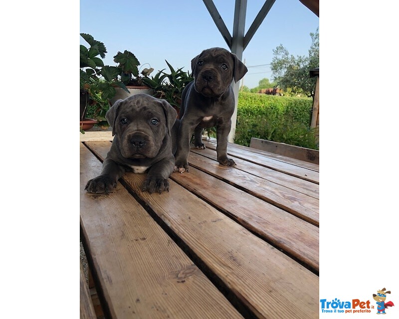 Cuccioli cane Corso Grigi con Pedigree - Foto n. 3