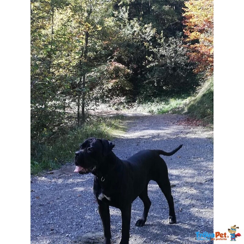 Cuccioli cane Corso Grigi con Pedigree - Foto n. 5