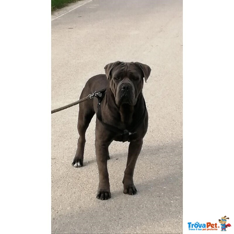 Cuccioli cane Corso Grigi con Pedigree - Foto n. 6