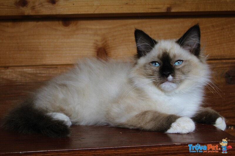 Cucciola Femmina Ragdoll - Foto n. 1