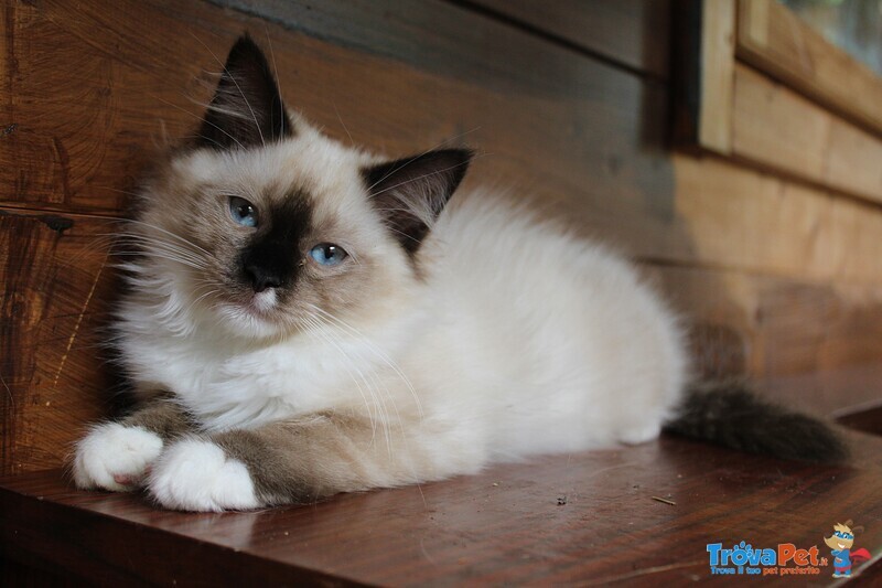 Cucciola Femmina Ragdoll - Foto n. 2