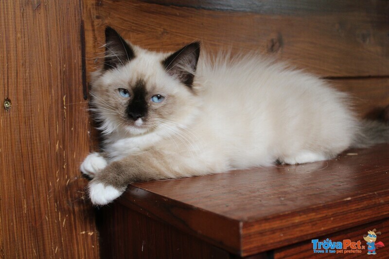 Cucciola Femmina Ragdoll - Foto n. 3